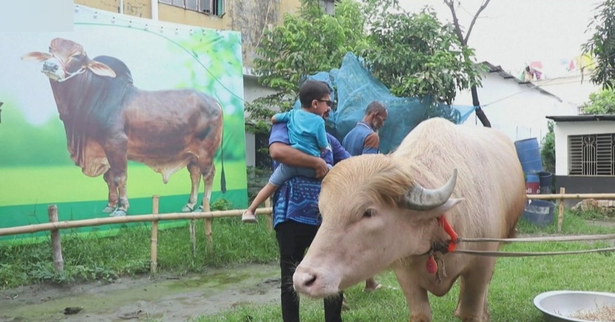 bivolat-donald-tramp-e-spasen-i-izpraten-v-zoopark-v-bangladesh