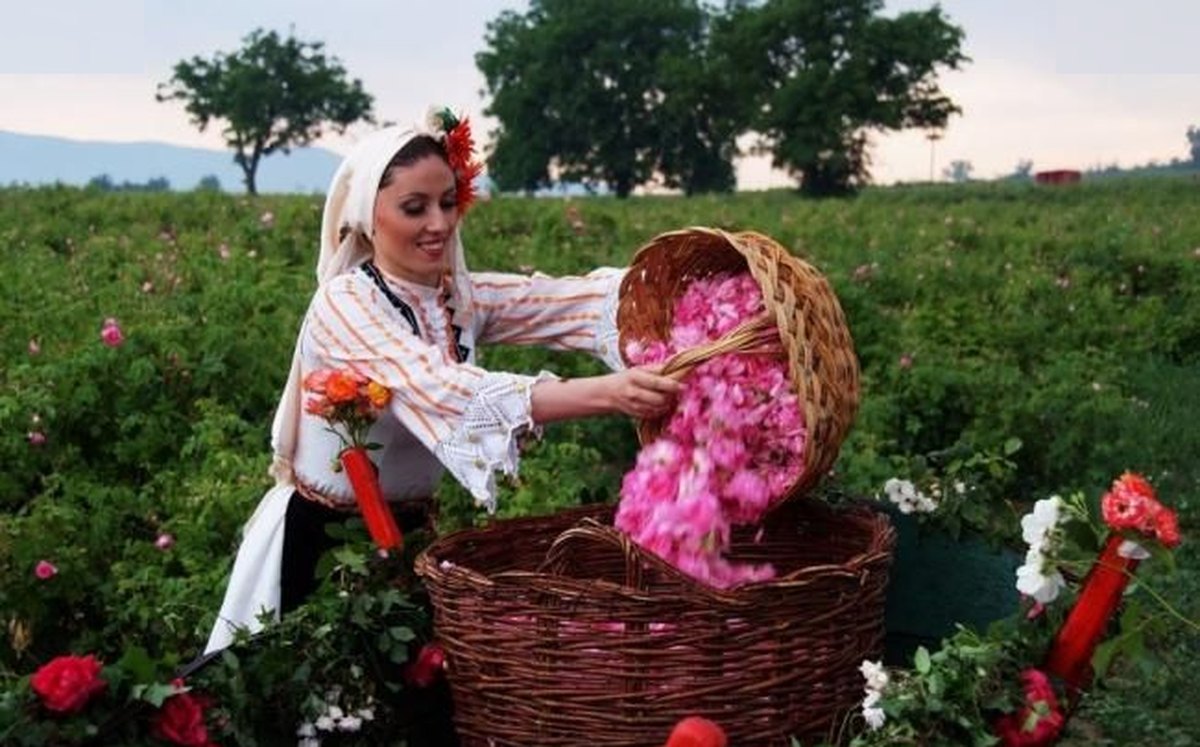 rozoproizvoditeli-v-karlovo-alarmirat-za-niski-tseni-i-lipsa-na-rabotnitsi