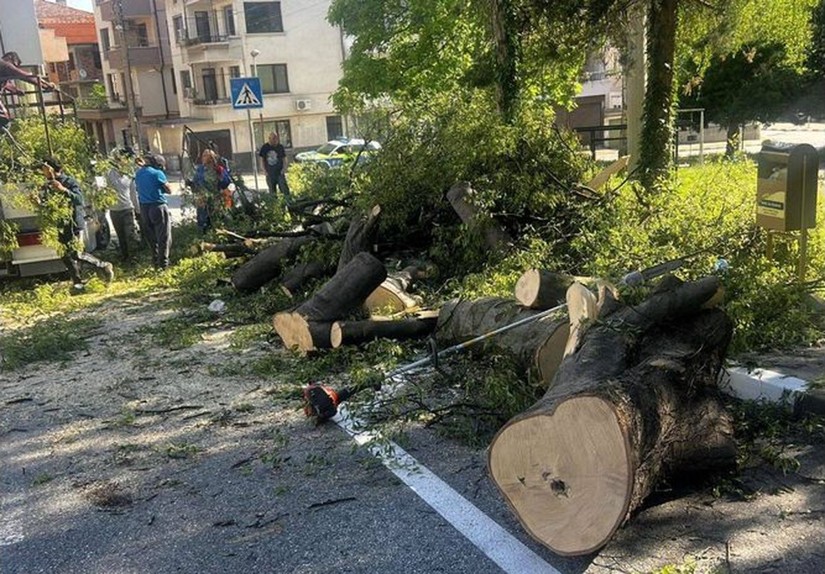 obshtina-asenovgrad-padnaloto-darvo-e-bilo-zdravo-bez-vanshni-priznatsi-na-zagnivane