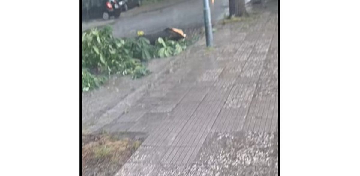darvo-padna-na-ul-solunska-v-plovdiv-sled-kratak-dazhd