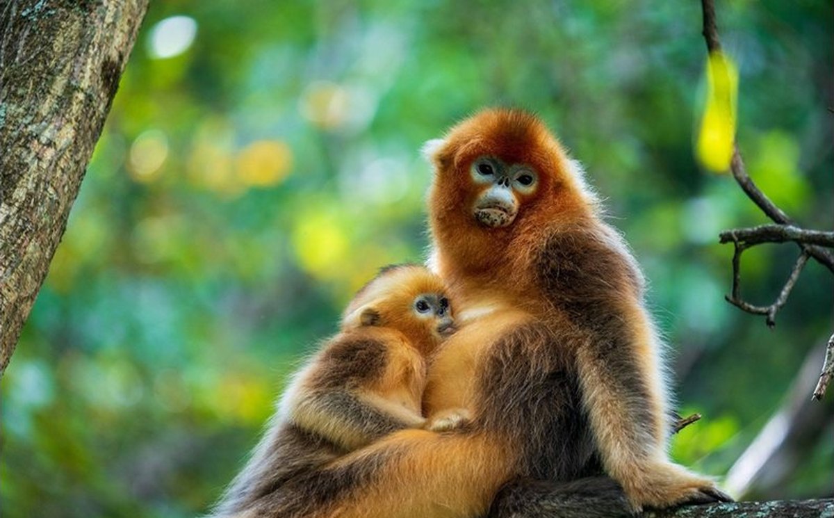 kitay-broyat-na-redkite-zhivotni-i-rasteniya-raste