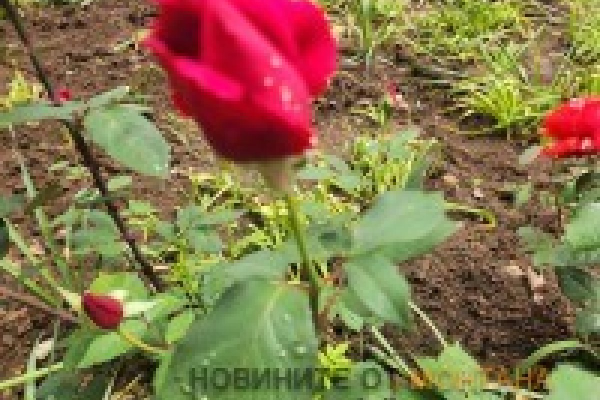 Рекордно горещо време в Монтана с 34 градуса