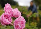 България ще настоява за специален статут на маслодайната роза в новата Обща селскостопанска политика