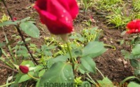 Рекордно горещо време в Монтана с 34 градуса