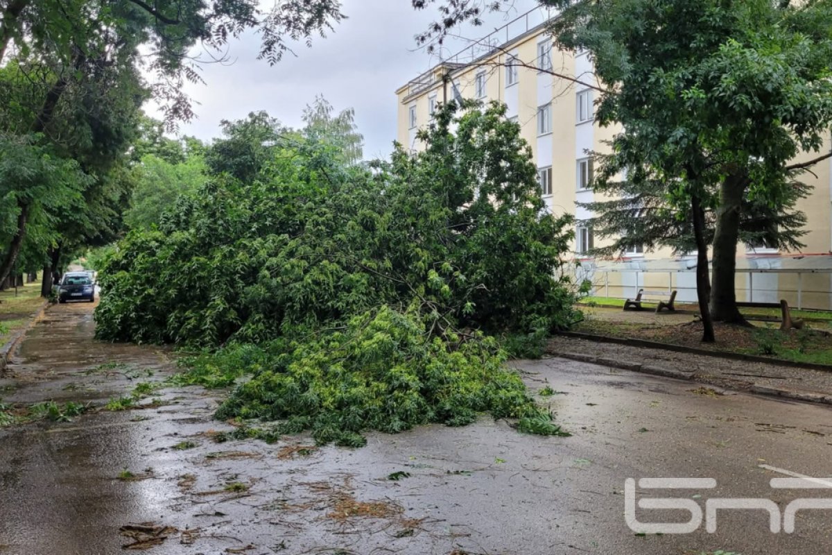 Шест сигнала за паднали дървета след буря във Видин