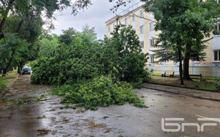 Шест сигнала за паднали дървета след буря във Видин