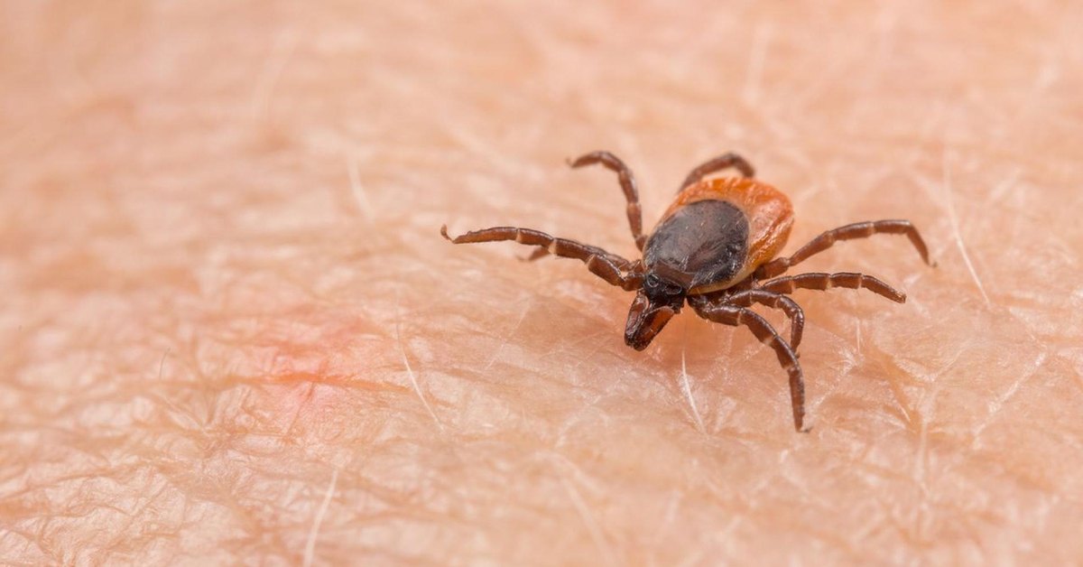 epidemiolozi-preduprezhdavat-za-opasni-bolesti-prenasyani-ot-karlezhi