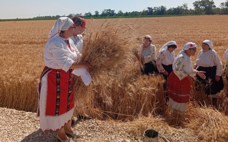 Старт на жътвената кампания в Монтанско с очаквания за по-високи добиви, но и с тревоги за цените