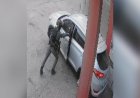 Израелски войник хвърли зашеметяваща граната в кола с палестинци в бежански лагер на Западния бряг