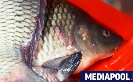 Русия разшири ограниченията върху вноса на риба от Армения