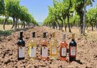 Винарна „Вила Ямбол“ спечели 8 златни медала на Concours Mondial de Bruxelles